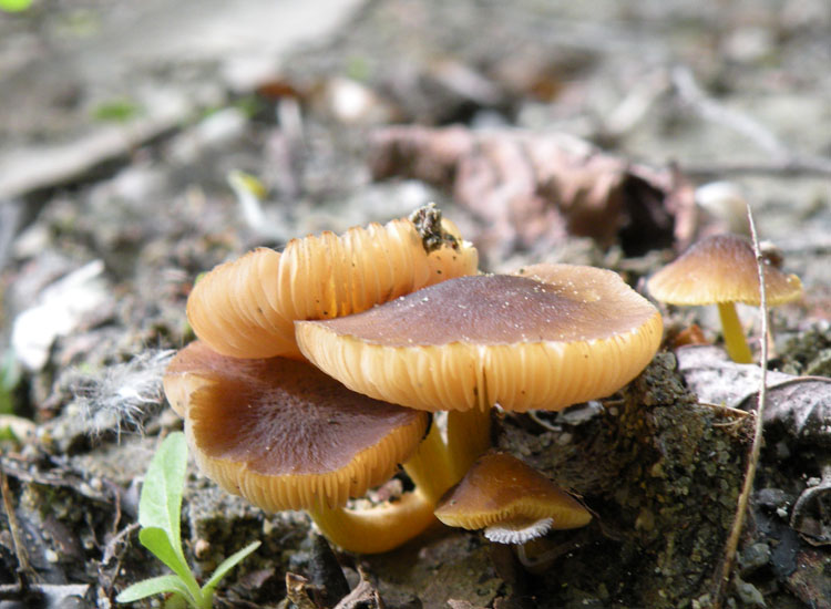 Hygrocybe? (cfr. Pluteus romellii)